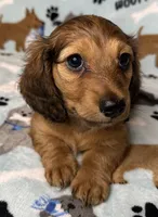 Simon, a male Miniature Dachshund for sale in Old Town, FL – 9 of 10
