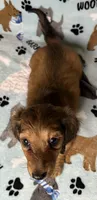 Simon, a male Miniature Dachshund for sale in Old Town, FL – 7 of 10