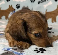 Simon, a male Miniature Dachshund for sale in Old Town, FL – 6 of 10