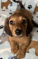 Simon, a male Miniature Dachshund for sale in Old Town, FL – 8 of 10
