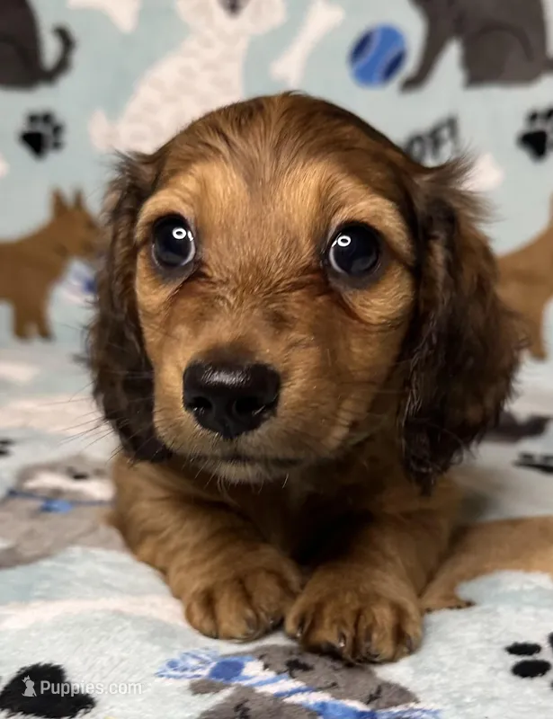 Simon – Miniature Dachshund puppy for sale in Old Town, FL