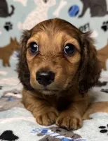 Simon, a male Miniature Dachshund for sale in Old Town, FL – 1 of 10