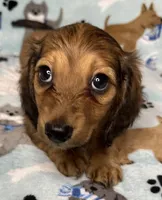 Simon, a male Miniature Dachshund for sale in Old Town, FL – 4 of 10