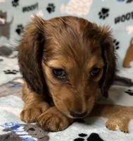 Simon, a male Miniature Dachshund for sale in Old Town, FL – 2 of 10