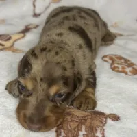 Gunner, a male Miniature Dachshund for sale in Old Town, FL – Photo 4 of 9