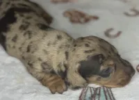 Gunner, a male Miniature Dachshund for sale in Old Town, FL – Photo 3 of 9