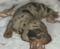 Gunner, a male Miniature Dachshund for sale in Old Town, FL – Photo 2 of 9