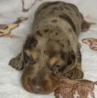 Gunner, a male Miniature Dachshund for sale in Old Town, FL – Photo 9 of 9