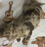 Gunner, a male Miniature Dachshund for sale in Old Town, FL – Photo 5 of 9