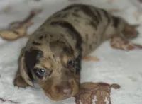 Gunner, a male Miniature Dachshund for sale in Old Town, FL – Photo 8 of 9