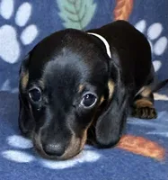 Teddy, a male Miniature Dachshund for sale in Old Town, FL – 4 of 10