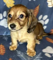 Chester, a male Miniature Dachshund for sale in Old Town, FL – 8 of 10