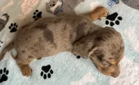 Lou, a male Miniature Dachshund for sale in Old Town, FL – 7 of 7