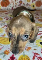 Duncan, a male Miniature Dachshund for sale in Old Town, FL – 5 of 10