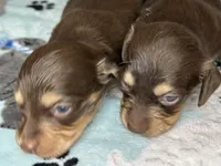 Jerry , a male Miniature Dachshund for sale in Old Town, FL – 6 of 9