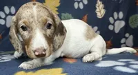 Clem, a male Miniature Dachshund for sale in Old Town, FL – 4 of 10