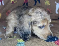 Norman, a male Miniature Dachshund for sale in Old Town, FL – 2 of 8