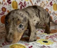 Pixie , a female Miniature Dachshund for sale in Old Town, FL – 3 of 10
