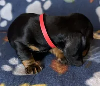 Toby, a male Miniature Dachshund for sale in Old Town, FL – 5 of 9