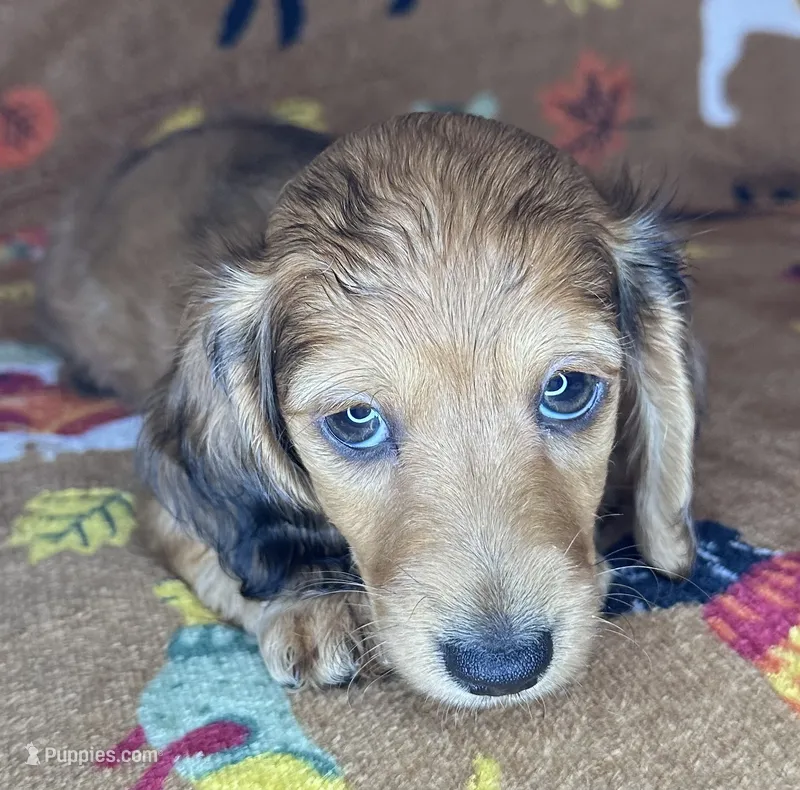 Norman – Miniature Dachshund puppy for sale in Old Town, FL