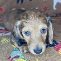Norman, a male Miniature Dachshund for sale in Old Town, FL – 1 of 8