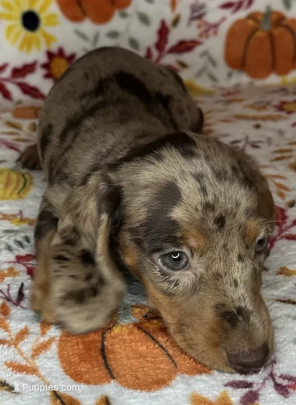 Pixie  – Miniature Dachshund puppy for sale in Old Town, FL