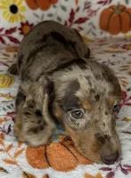 Pixie , a female Miniature Dachshund for sale in Old Town, FL – 1 of 10