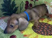 Rusty, a male Miniature Dachshund for sale in Old Town, FL – 2 of 9