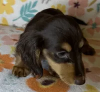 Laney, a female Miniature Dachshund for sale in Old Town, FL – 7 of 7