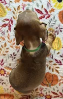 Duncan, a male Miniature Dachshund for sale in Old Town, FL – 6 of 10