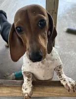Teddy, a male Miniature Dachshund for sale in Old Town, FL – 9 of 10