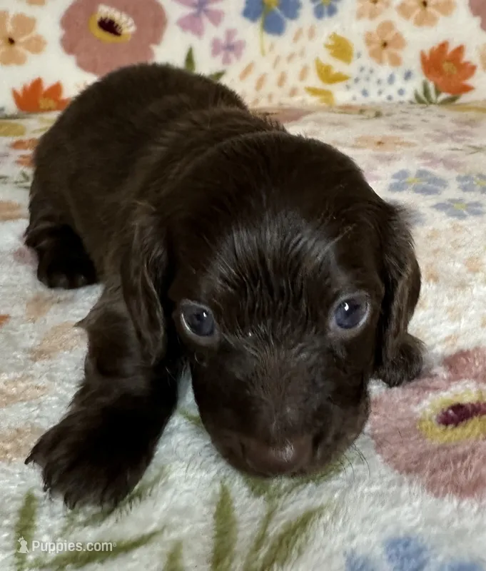 Coco – Miniature Dachshund puppy for sale in Old Town, FL