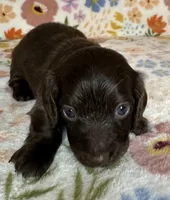 Coco, a female Miniature Dachshund for sale in Old Town, FL – 1 of 4