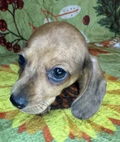 Hank , a male Miniature Dachshund for sale in Old Town, FL – 10 of 10