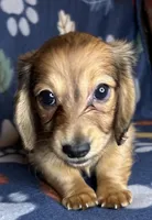 Chester, a male Miniature Dachshund for sale in Old Town, FL – 1 of 10