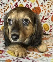 Nelly, a female Miniature Dachshund for sale in Old Town, FL – 7 of 7