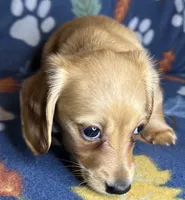 Henry, a male Miniature Dachshund for sale in Old Town, FL – 2 of 9