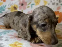 Luann, a female Miniature Dachshund for sale in Old Town, FL – 5 of 10