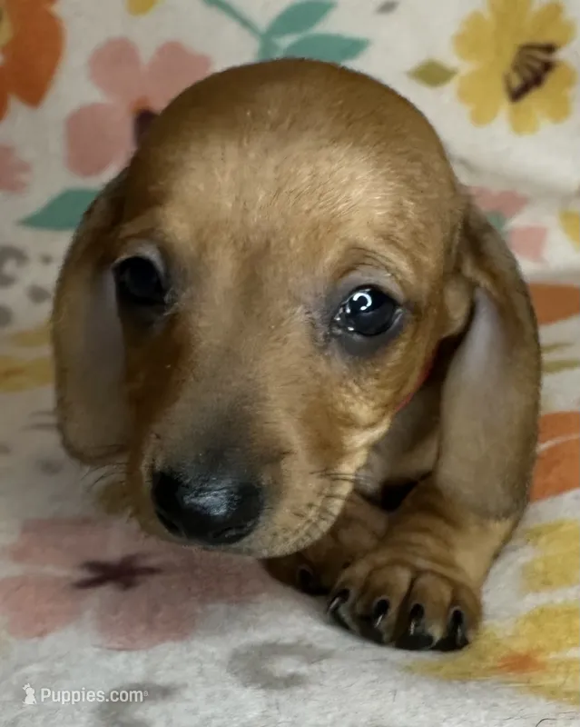 Ruby – Miniature Dachshund puppy for sale in Old Town, FL