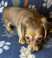 Chester, a male Miniature Dachshund for sale in Old Town, FL – 5 of 10