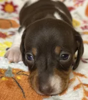 Joy, a female Miniature Dachshund for sale in Old Town, FL – Photo 3 of 9