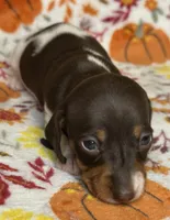 Joy, a female Miniature Dachshund for sale in Old Town, FL – Photo 7 of 9