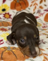 Joy, a female Miniature Dachshund for sale in Old Town, FL – Photo 1 of 9
