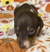 Joy, a female Miniature Dachshund for sale in Old Town, FL – Photo 8 of 9