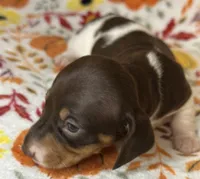 Joy, a female Miniature Dachshund for sale in Old Town, FL – Photo 5 of 9