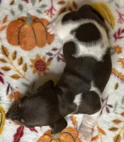 Joy, a female Miniature Dachshund for sale in Old Town, FL – Photo 4 of 9