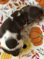 Joy, a female Miniature Dachshund for sale in Old Town, FL – Photo 9 of 9