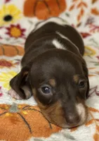 Joy, a female Miniature Dachshund for sale in Old Town, FL – Photo 6 of 9
