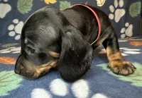 Toby, a male Miniature Dachshund for sale in Old Town, FL – 7 of 9