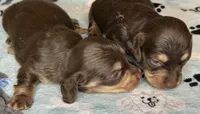 Tom, a male Miniature Dachshund for sale in Old Town, FL – 5 of 8